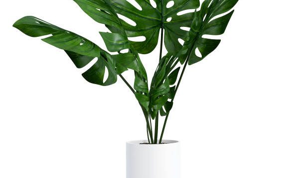 10 Tips Menanam Tanaman Hias Janda Bolong, Panduan Praktis bagi Pemula