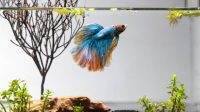 7 Inspirasi Membuat Akuarium Biotope untuk Ikan Cupang, Menarik untuk Dicoba Nih! 7 Inspirasi Membuat Akuarium Biotope untuk Ikan Cupang, Menarik untuk Dicoba Nih!