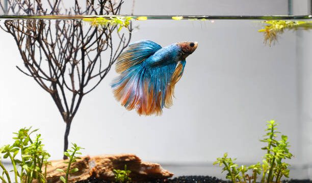 7 Inspirasi Membuat Akuarium Biotope untuk Ikan Cupang, Menarik untuk Dicoba Nih!