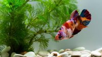Ternyata Ini Lho Habitat Alami Ikan Cupang, Sudah Tau Belum?