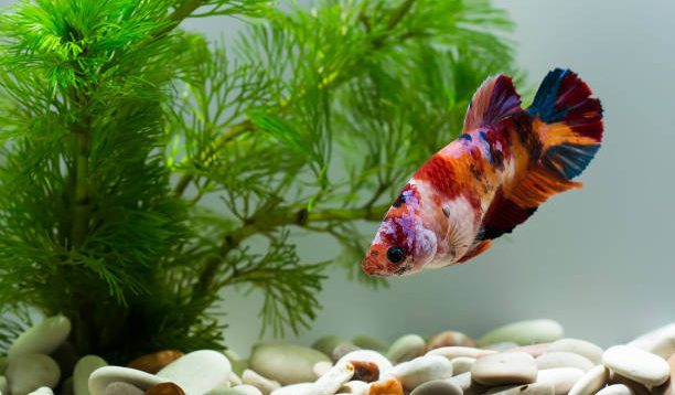 Ternyata Ini Lho Habitat Alami Ikan Cupang, Sudah Tau Belum?