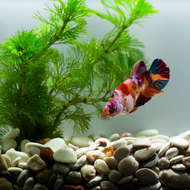 Ternyata Ini Lho Habitat Alami Ikan Cupang, Sudah Tau Belum?
