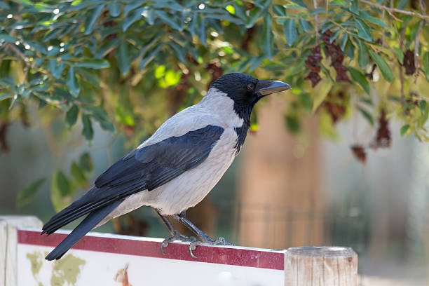 7 Jenis Burung Murai Batu dan Ciri Khasnya, Mana yang Paling Gacor?