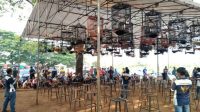 8 Persiapan yang Perlu Dilakukan Sebelum Mengikuti Lomba Kicau Burung Murai Batu, Nomor 1 Penting Banget!