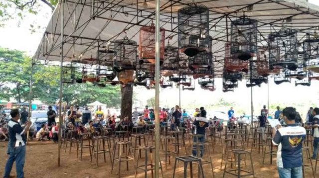 8 Persiapan yang Perlu Dilakukan Sebelum Mengikuti Lomba Kicau Burung Murai Batu, Nomor 1 Penting Banget!
