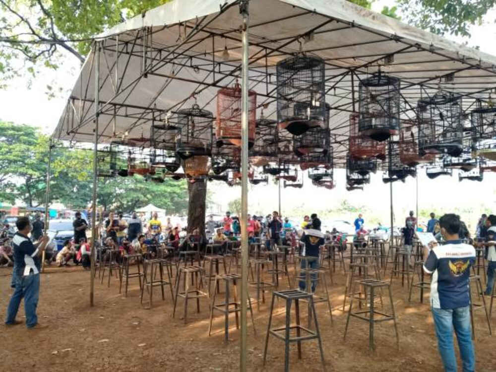 8 Persiapan yang Perlu Dilakukan Sebelum Mengikuti Lomba Kicau Burung Murai Batu, Nomor 1 Penting Banget!