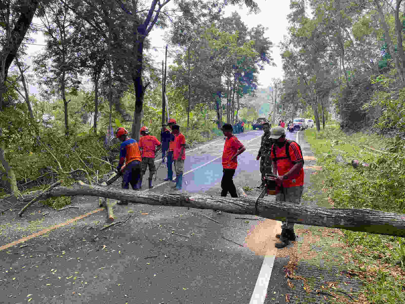 Tujuh Pohon Rapuh Ditebang, Ini Penjelasan BPBD Kabupaten Trenggalek