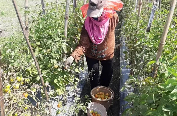 Susul Cabai, Harga Tomat Tembus Rp 13.000 Per Kilogram