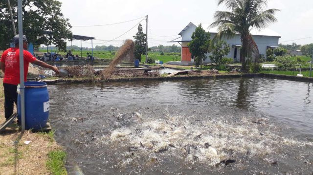 Budidaya Ikan Patin, Warga Desa Tengaran Jombang Raup Cuan, Panen 2 Ton Per-hari