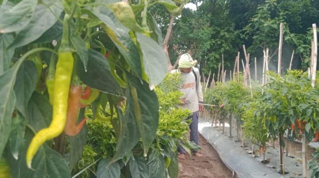 Petani Cabai Desa Sumberteguh Jombang Was-was, Hama Lalat Buah Mengancam
