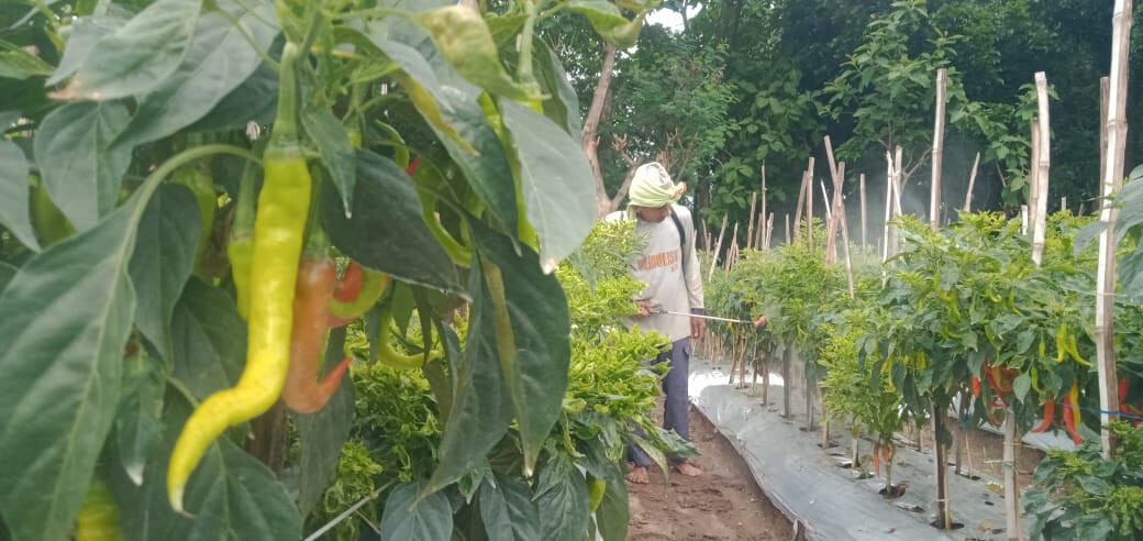 Petani Cabai Desa Sumberteguh Jombang Was-was, Hama Lalat Buah Mengancam