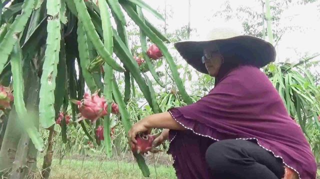 Berkah Bulan Ramadan, Petani Buah Naga di Kabupaten Jombang Untung Berlipat