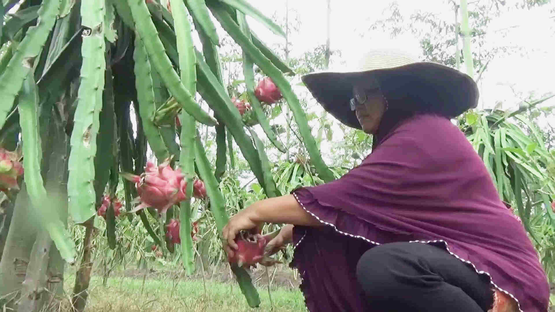 Berkah Bulan Ramadan, Petani Buah Naga di Kabupaten Jombang Untung Berlipat