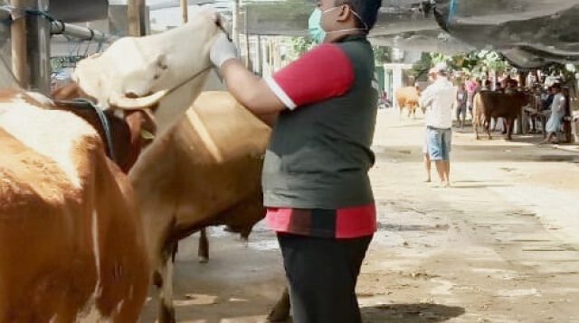 Cek Kesehatan Hewan di Pasar Dimoro, DKPP Kota Blitar: Terindikasi Kulit Benjol