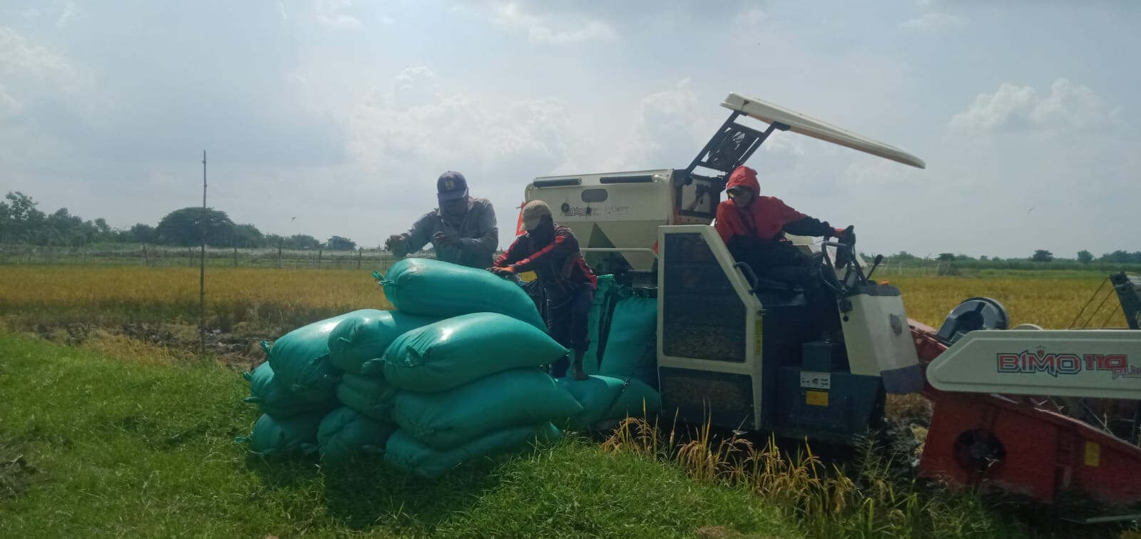 Harga Gabah Anjlok, Petani di Kabupaten Jombang Terancam Merugi