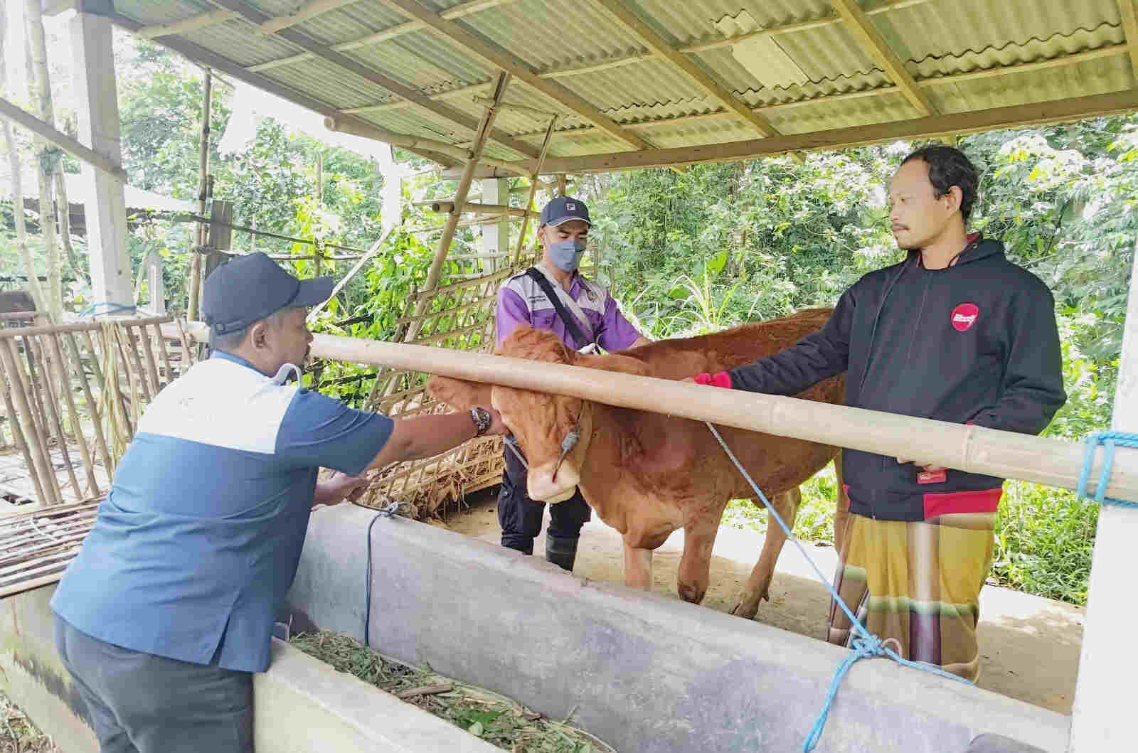 PMK Merebak, Kabid Keswan Disnakeswan Tulungagung Catat 80 Ternak Sapi Terjangkit