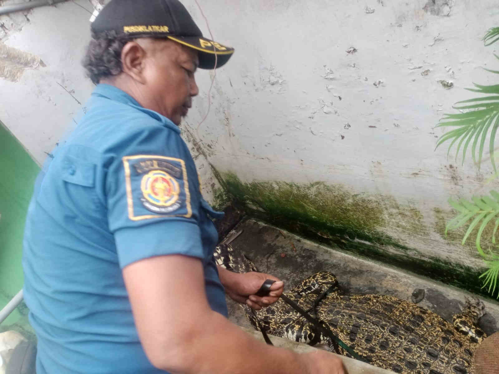 Khawatir Bahayakan Warga dan Keluarga, Tiga Buaya di Kediri Dievakuasi