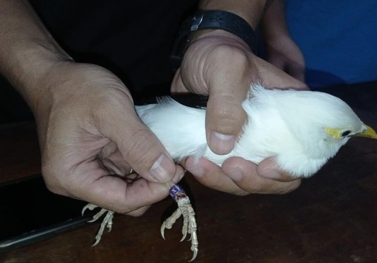 Kaki Burung Terhimpit Cincin, Damkar Trenggalek Turun Tangan