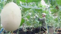 Gunakan Budidaya Sistem Greenhouse, Petani Melon Desa Kedungrejo Jombang Untung Besar