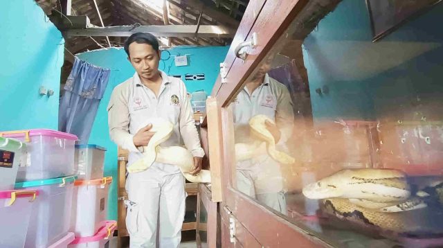 Kisah Tim Penakluk Tantular, Dinaungi LPBI NU, Sering Dikira Tempat Jual Beli Reptil