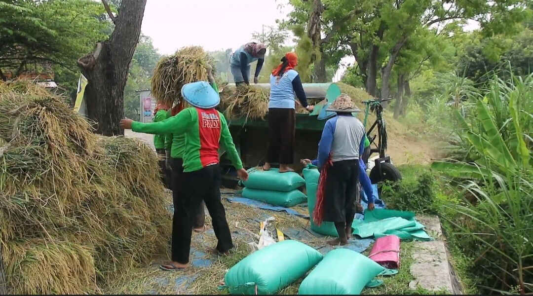 Panen Raya, Bulog Ponorogo Serap Gabah Milik Petani Meski Diatas Harga Pembelian Pemerintah
