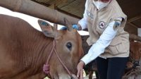 34 Sapi Terpapar PMK, Lima Diantaranya Mati, Ini Keterangan Plt Kepala DKPP Kabupaten Kediri