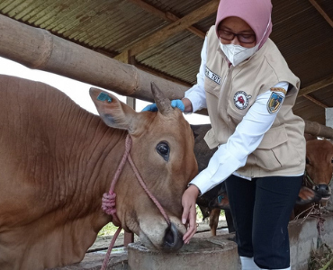 34 Sapi Terpapar PMK, Lima Diantaranya Mati, Ini Keterangan Plt Kepala DKPP Kabupaten Kediri