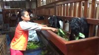 Penjualan Kambing Etawa di Jombang Meningkat, Jadi Buruan untuk Daging Hari Raya Kurban