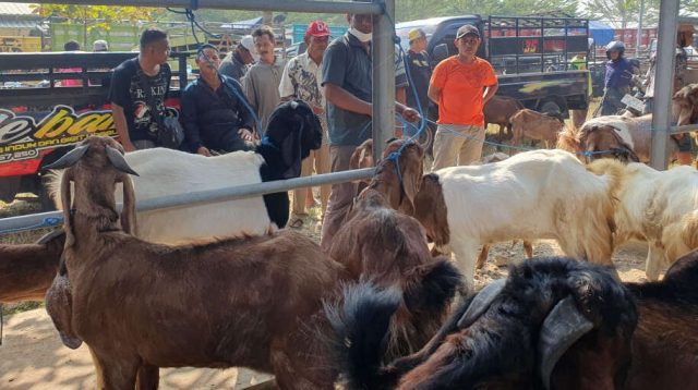 Jelang Idul Adha Terjunkan 70 Petugas, Kepala Disnakeswan Tulungagung: Pastikan Hewan Kurban Layak