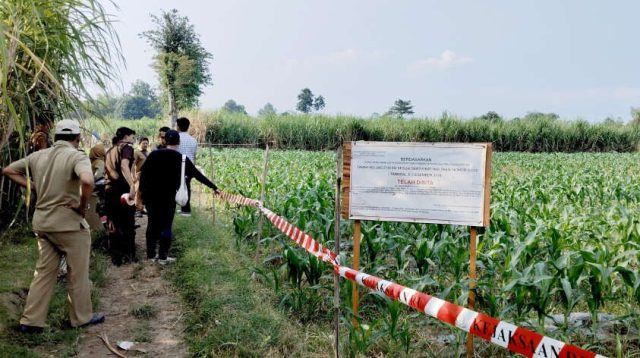 Buntut Aduan Warga, Lahan Sitaan Kasus Korupsi Tanah Kades Jambean Dipasang Garis Larangan