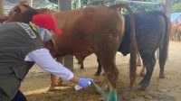 Sidak Pasar Hewan Dimoro, DKPP Kota Blitar Temukan Sapi Kurus Sidak Pasar Hewan Dimoro, DKPP Kota Blitar Temukan Sapi Kurus
