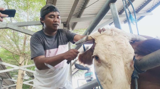Pengusaha 'Salon Sapi', Sugeng Riyanto Banjir Orderan Menjelang Idul Adha 2024