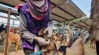 Jelang Idul Adha, Ternak Diperiksa, Disnakeswan Tulungagung Siapkan 12.314 Sapi dan 25.373 Kambing