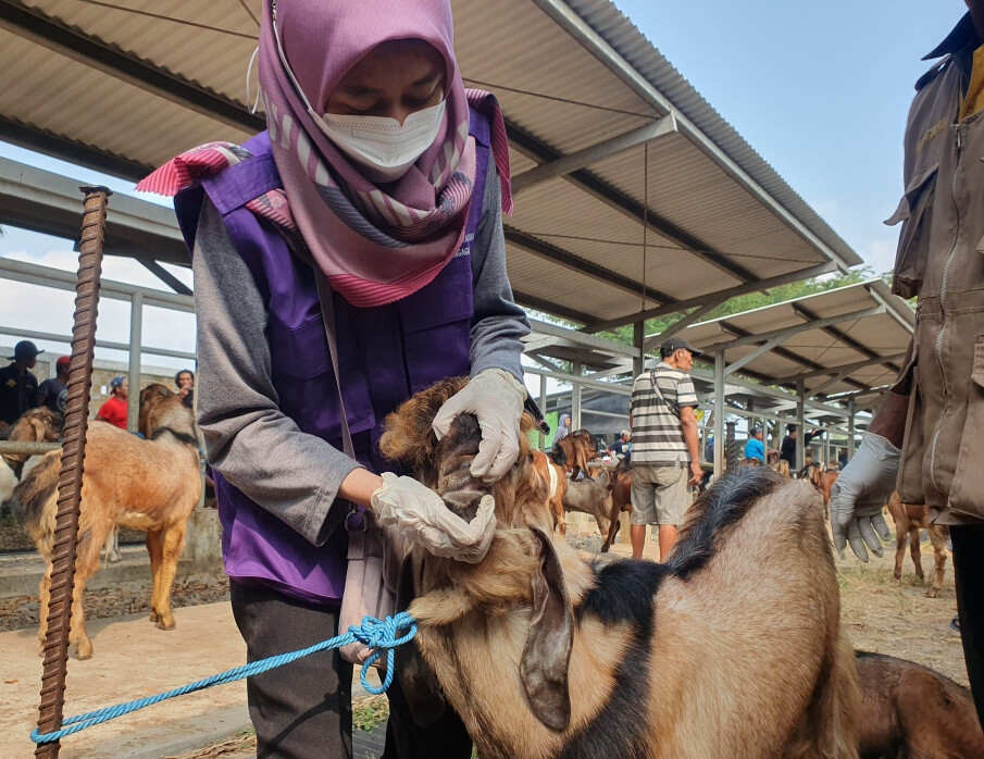 Jelang Idul Adha, Ternak Diperiksa, Disnakeswan Tulungagung Siapkan 12.314 Sapi dan 25.373 Kambing