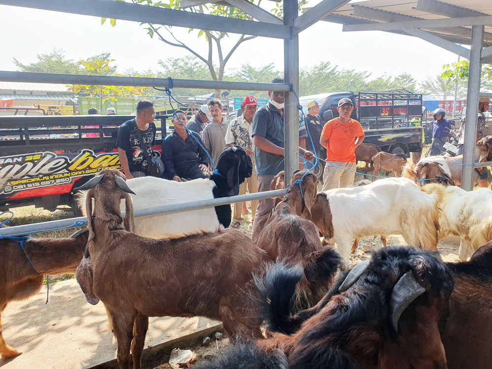 Jelang Idul Adha 2024, Harga Hewan Kurban Masih Stabil