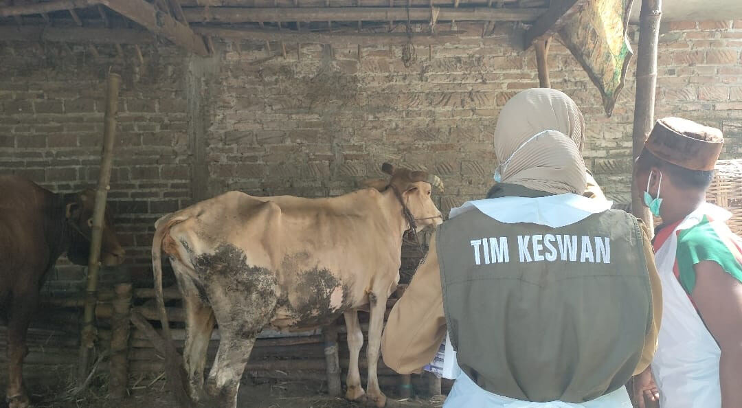 Mengejutkan!, Jelang Idul Adha Sebanyak 21 Sapi di Kabupaten Kediri Tepatnya di Tarokan Mati, Terjadi Hanya di Bulan Mei