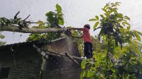 Tak Ada Angin dan Hujan, Rumah di Trenggalek Tertimpa Pohon