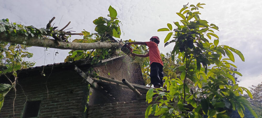 Tak Ada Angin dan Hujan, Rumah di Trenggalek Tertimpa Pohon