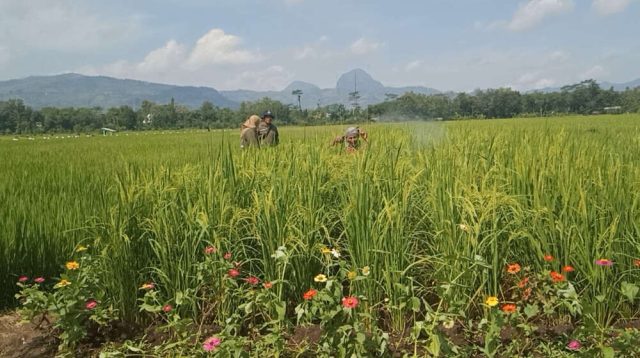 Petani Milenial Pilih POC Buatan Sendiri Ketimbang Pupuk Kimia, Modal Rp 60 Ribu Per Hektare Bisa Panen 7,1 Ton