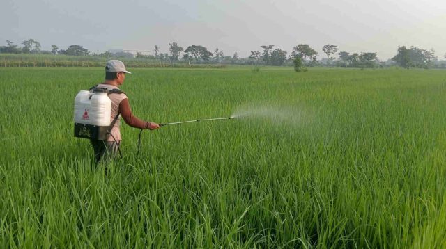 Lega…!, Dispertabun Kabupaten Kediri Pastikan Tidak Ada Tanaman Padi Puso pada Triwulan Kedua 2024