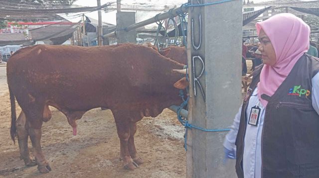 Waduh…!, Sebanyak 18 Ternak Yang Dijajakan untuk Kurban Berpenyakitan, Ini Hasil Sidak Tim DKPP Kota Blitar