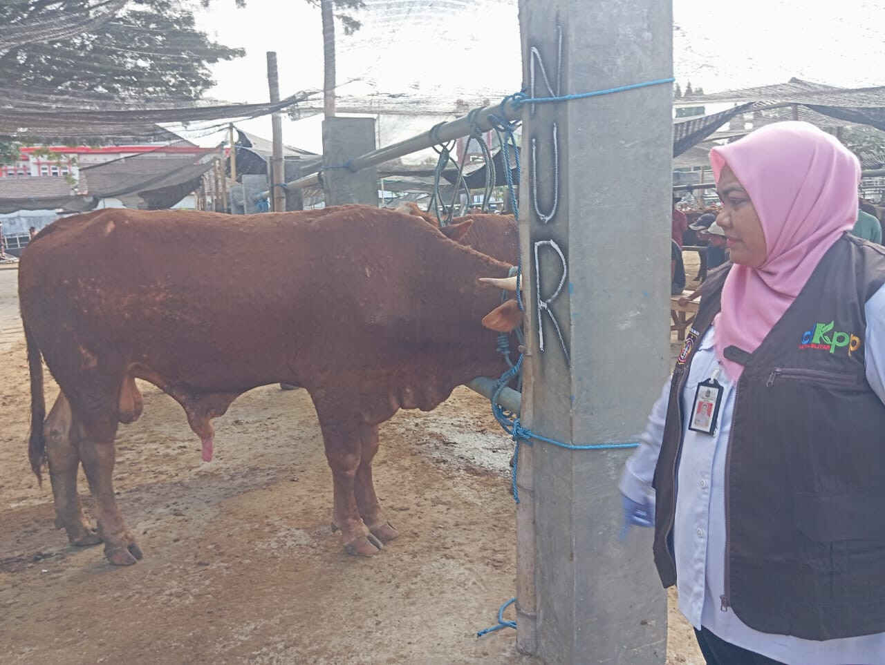Waduh…!, Sebanyak 18 Ternak Yang Dijajakan untuk Kurban Berpenyakitan, Ini Hasil Sidak Tim DKPP Kota Blitar
