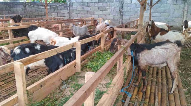 Jelang idul adha, Pedagang Kambing Kota Batu Panen Rejeki, “Satu Musim” Untung Rp 20 Juta