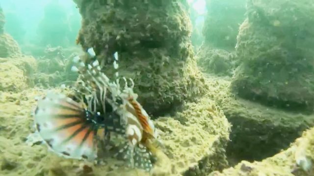 Sejarah Pilu Dibalik Pesona Pantai Mutiara Trenggalek, Rusak Akibat Bombing Pemburuan Lobster dan Ikan Hias