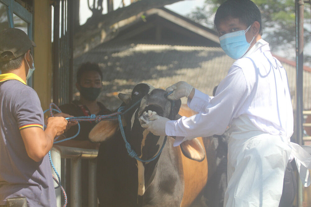 Ternak Untuk Kurban Cukup, DKPP Kabupaten Kediri Catat Populasi Sapi 234.431 Ekor