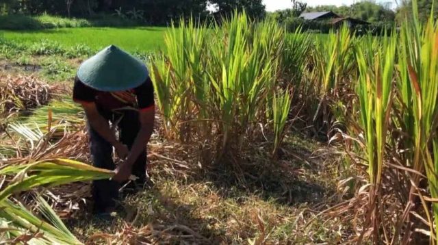 Kabar Duka, Satu Jamaah Haji Asal Tulungagung Meninggal Dunia di Tanah Suci, Begini Kronologinya