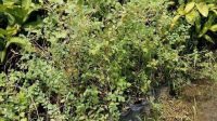 5 Kandungan Nutrisi Dalam Daun Bidara Yang Baik Untuk Kesehatan Tubuh