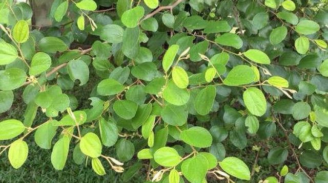 5 Manfaat Daun Bidara Dalam Proses Detoksifikasi Dalam Tubuh, Baik Untuk Hati!