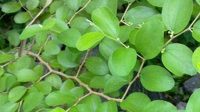 Simak! Ini Manfaat Daun Bidara Untuk Kesehatan Kulit Yang Luar Biasa, Cewek Wajib Tahu Nih!