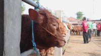 H-3 Idul Adha Pasar Ramai, Harga Sapi di Pasar Pahing Ponorogo Tembus Rp 29 Juta